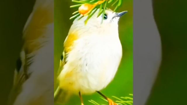 Русский Дух