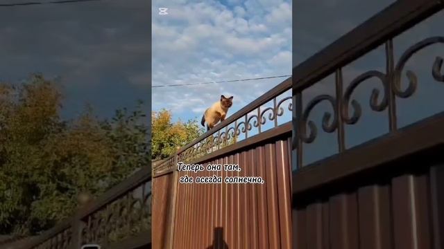 Моя кошка прожила с нами 18 лет