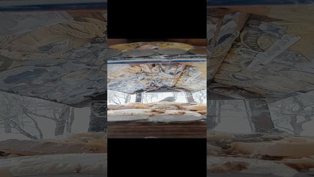 1000035941.mp4жизнь кормушки.31.12.2024г