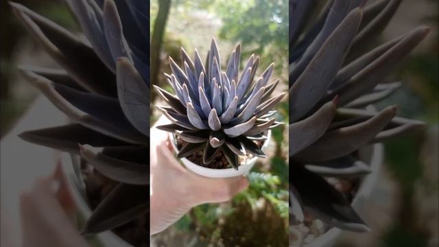 Эхиверия Унгуйкулата. Королева красоты!