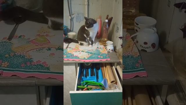 Заметили что нибудь?#живойзвук #животное  подпишись!