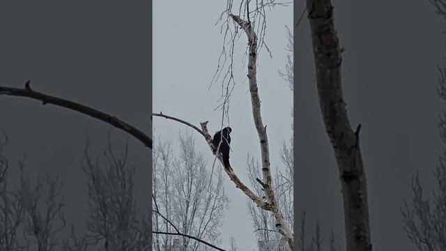 Дятел