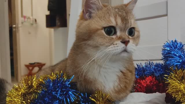 Как кот Тоша наряжал ёлку на новый год🥳🎅🎉