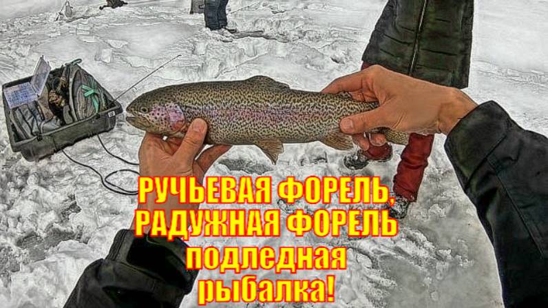 РУЧЬЕВАЯ ФОРЕЛЬ, РАДУЖНАЯ ФОРЕЛЬ - Многовидовая подледная рыбалка!