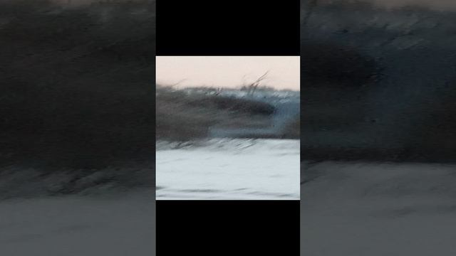 ророр