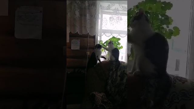 Бокс кошек🐈🐈🐈