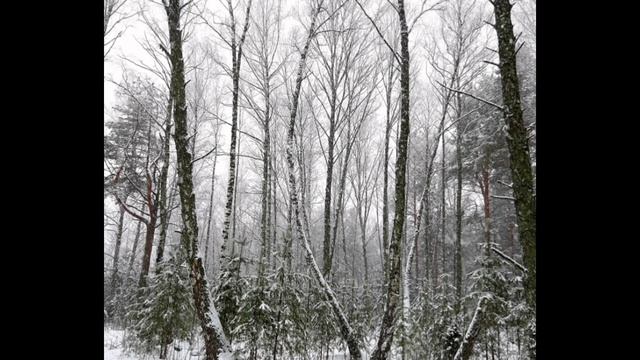 31-12-2024 утренняя прогулка 31 декабря в лесу