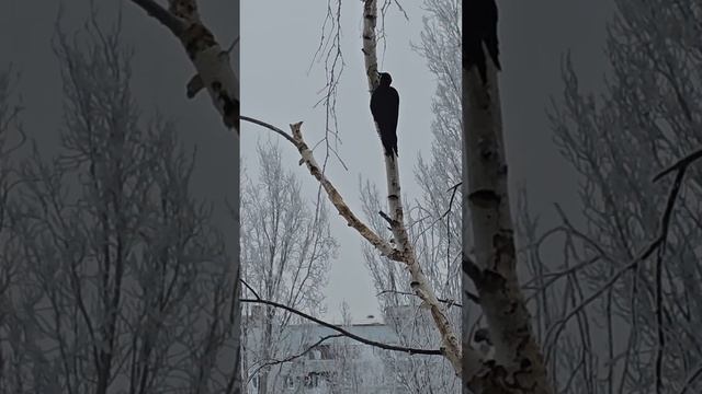 Дятел