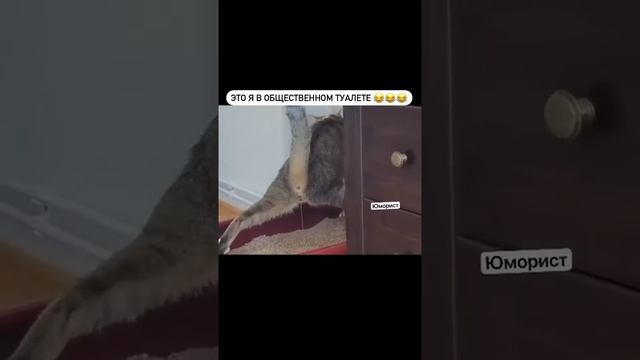 Это я в общественном туалете😂