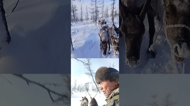 VID_20241222_105843.mp4 с охоты 🤙