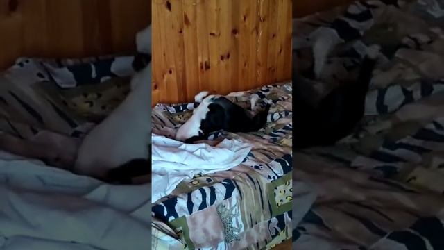 Бостон терьер почесушки