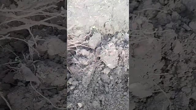 21.12.2024 черешня 5 лет Сказка
