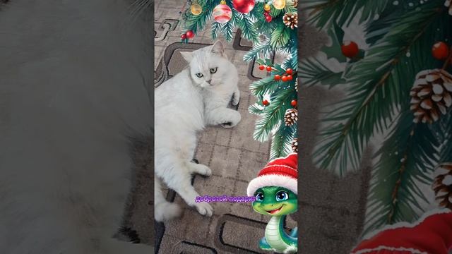 31-12-2024 Поздравления от Снежи с наступающим Новым годом 🎄