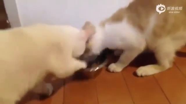 как кошки делятся едой друг с другом
