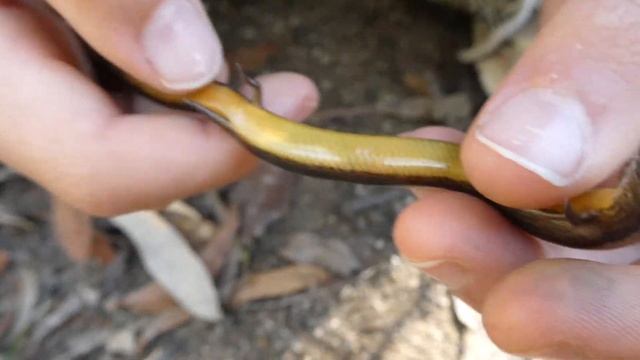 AwA Yellow-bellied Three-toed Skink (Saiphos equalis)