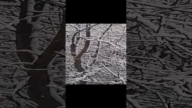 VID_20241231_134037.mp4