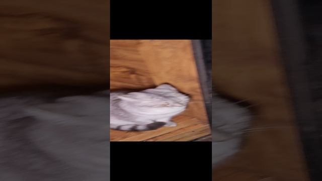 С наступающим новым годом