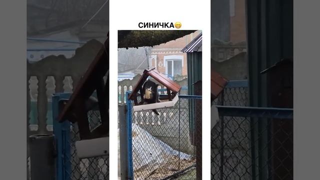 Синичка 🤣