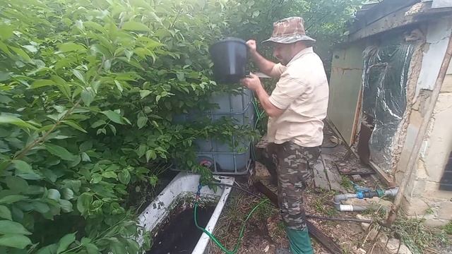 Вторая подкормка.