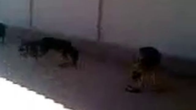 VID_20211206_193117_819.mp4
