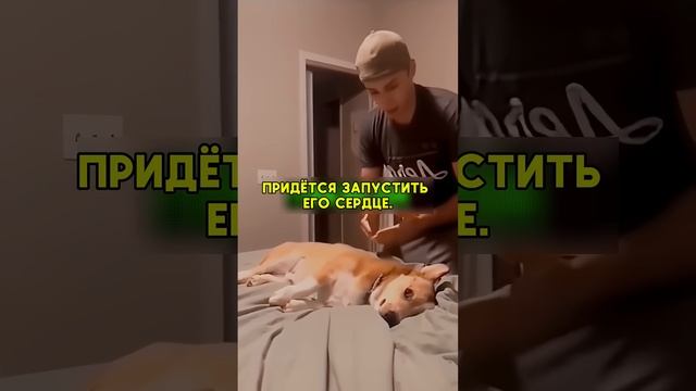 это собака верная актриса