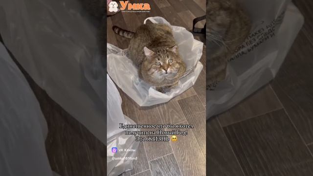 Манулу нужно лечение.
