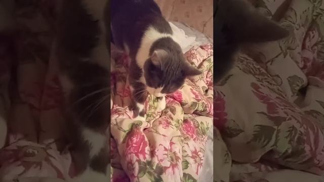 Сквозь туман и дорог, что то манит меня туда! а я отпустила сама! #storts #юмор  подпишись!