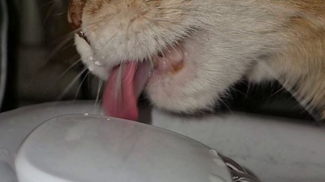 🐹кот пьёт в замедленой съёмке #pets #slowed #cat #animals