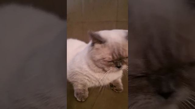 1000052736.mp4