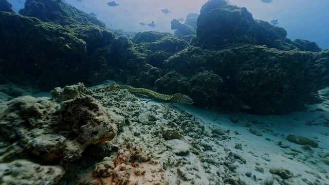 Kurumba Maldives 2024