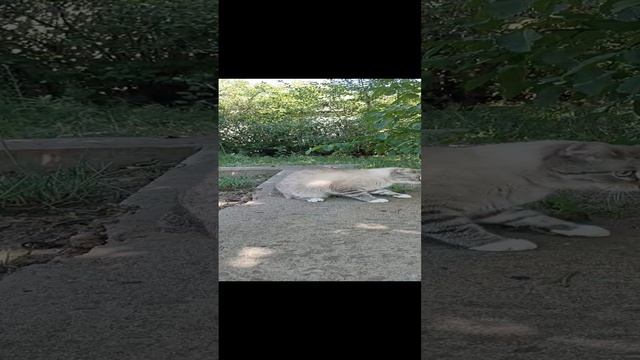 Поймал мыша - ешь не спеша!