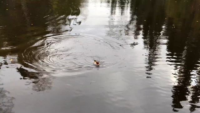 63 серия Экспедиция по горным рекам. Приполярный Урал 900 км К народам Манси Трейлер