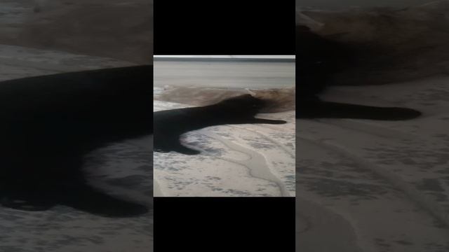 Боня и Кеша с донбасса