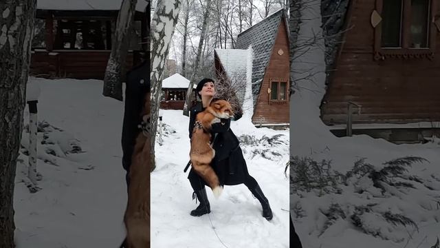 Фотосессия с лисой🤗🤘