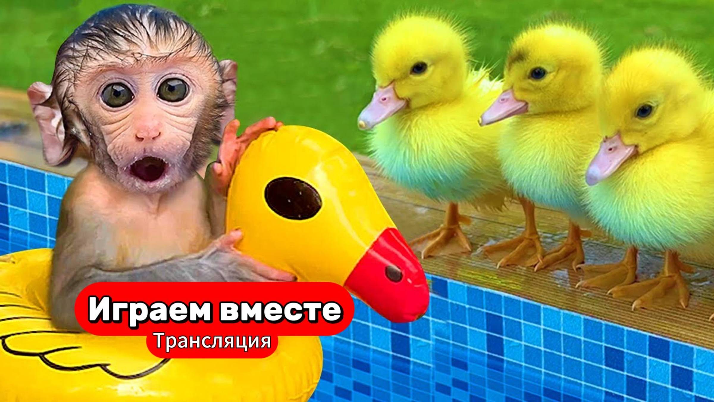 Приключения Обезьянки и Утенка 🐒 Трансляция для детей