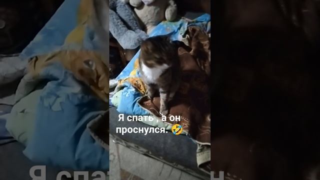 у всех такое животное, или мы одни такие