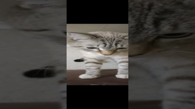 До скорых встреч! Cat edition.