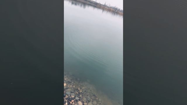 Ловлю форель на платнике.