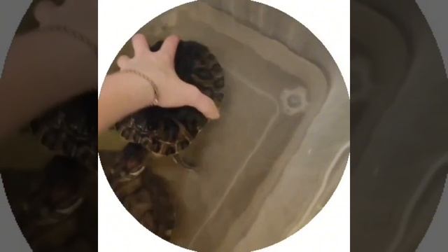 мои любимки