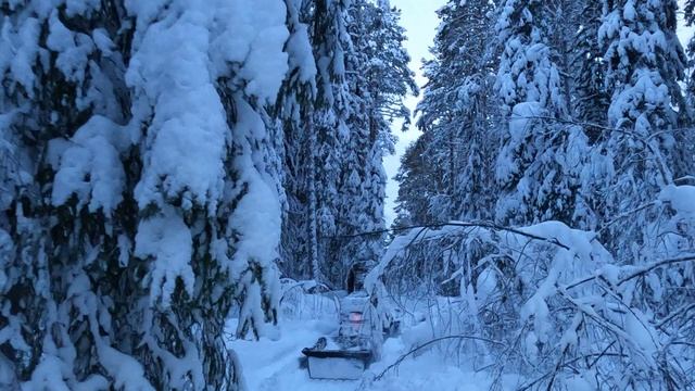 День проведённый в лесу, в счёт жизни не идёт!!!