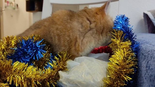 Как кот Тоша наряжал ёлку на новый год🥳🎅🎉