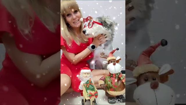 🎉✨ Тесса и ее замечательная, очаровательная передержка Юля поздравляют всех с Новым годом! 🎄🎆