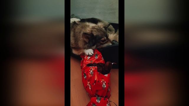🤗🥰Подоспело поздравление от Салли из Германии! Всех с Наступающим,а у Салли распаковка подарка!🎄