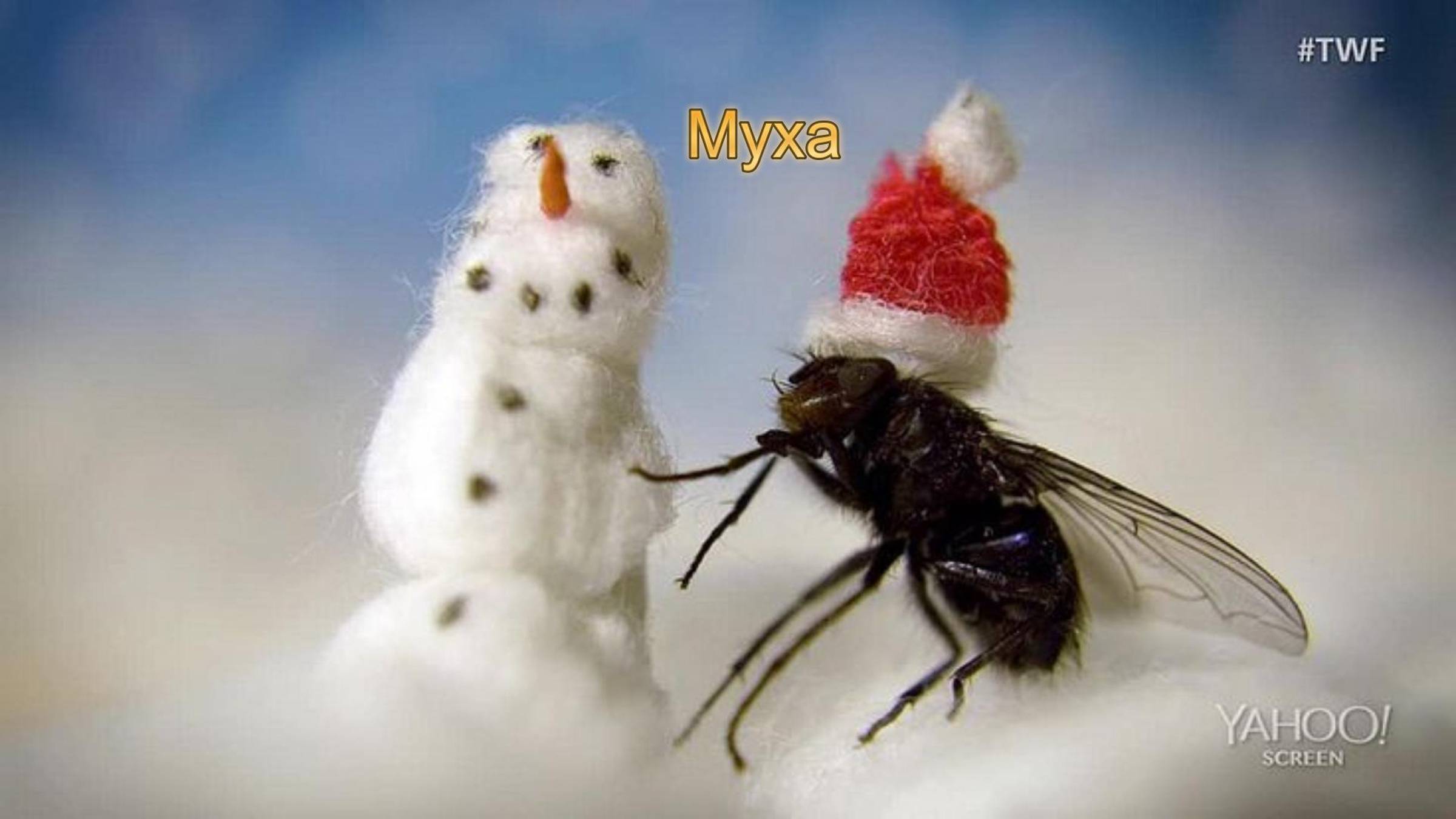 Муха