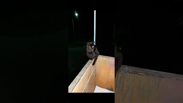 любимка