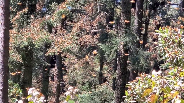 Millions of Flitting Monarchs at Overwintering Site in Michoacán, Mexico Feb. 24, 2020