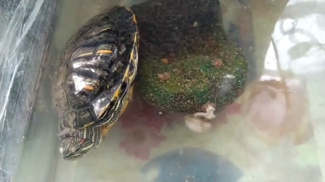 Красноухая черепаха не ест.
