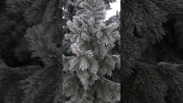 YouCut_20241231_162640621.mp4