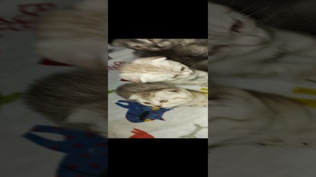 1000001163.mp4