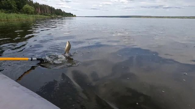 Сплав по реке Сура до Золотарёвки